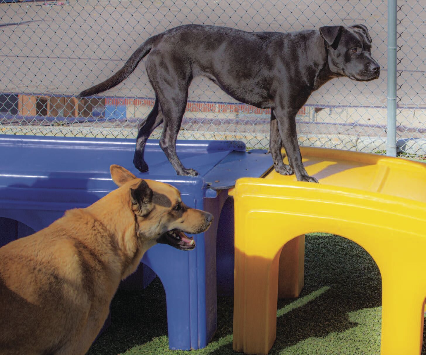 Dogs